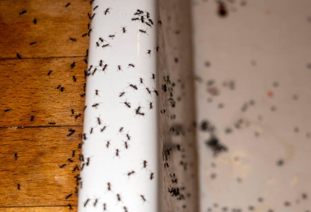 Best Pest Prevention Services  in Whitewater, WI